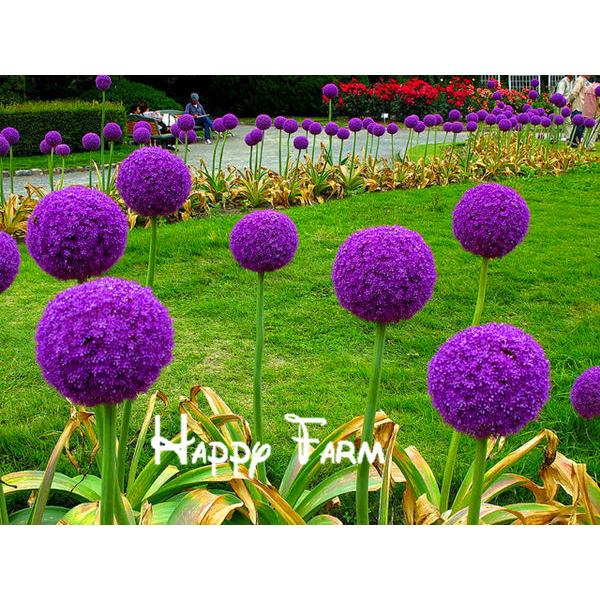 Giant Allium Giganteum Flower Seeds Geeky Gift Ideas