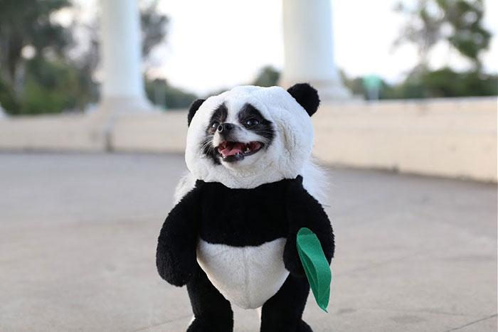 Panda Dog Costume