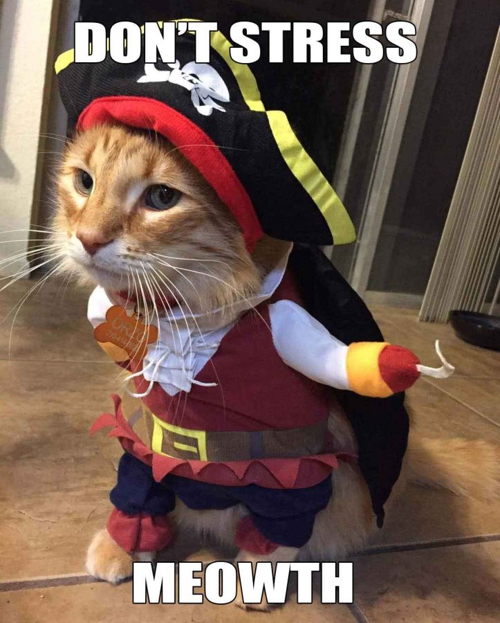 Cat Pirate Costume