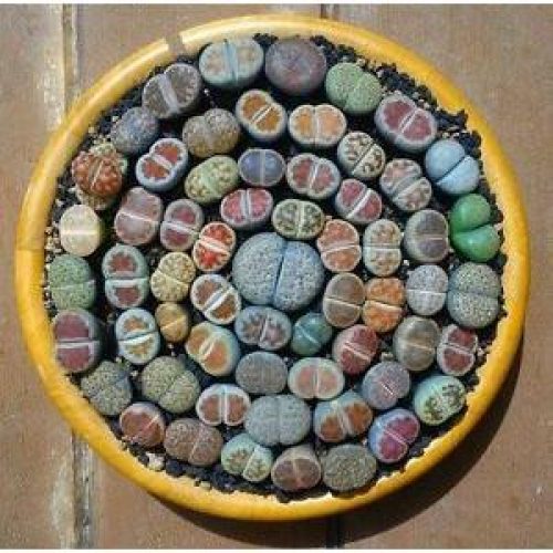 Lithop Succulent Stone Plants