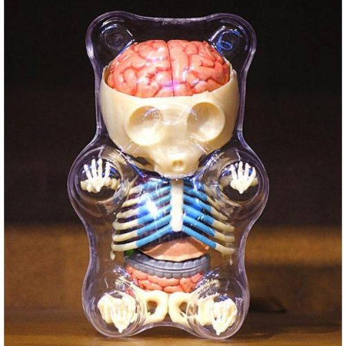 Gummy Bear Anatomy Model
