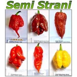 World’s Hottest Chili Pepper