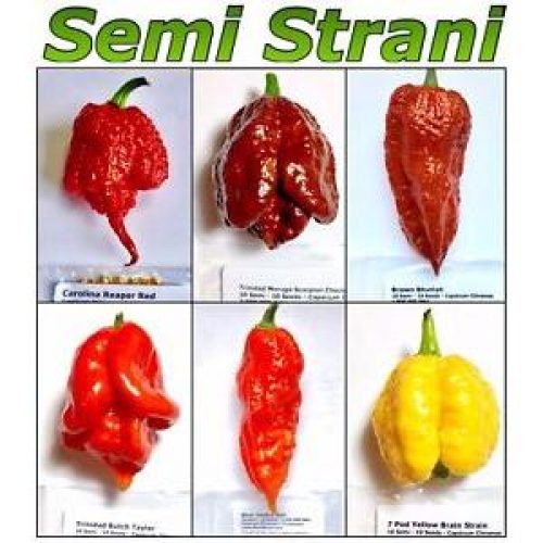 World’s Hottest Chili Pepper