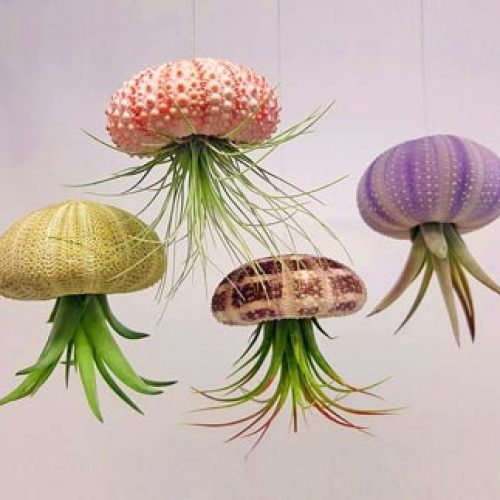 Air Plant Flying Jellyfish
