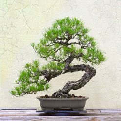 Black Pine Bonsai Tree Kit