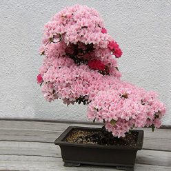 Cherry Blossom Bonsai Seeds