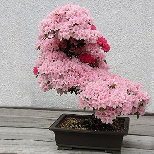 Cherry Blossom Bonsai Seeds
