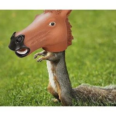 Horse Head Squirrel Feeder