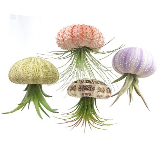 Jellyfish Air Plants