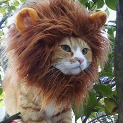 Lion Cat Hat
