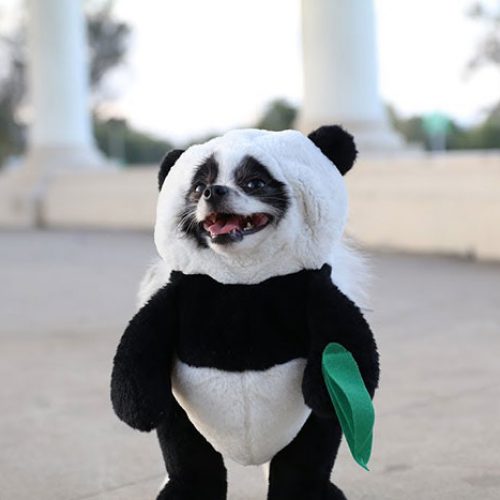 Panda Dog Costume