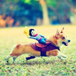 Rodeo Cowboy Dog Costume