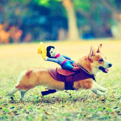 Rodeo Cowboy Dog Costume