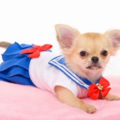 Sailor Moon Dog Costume