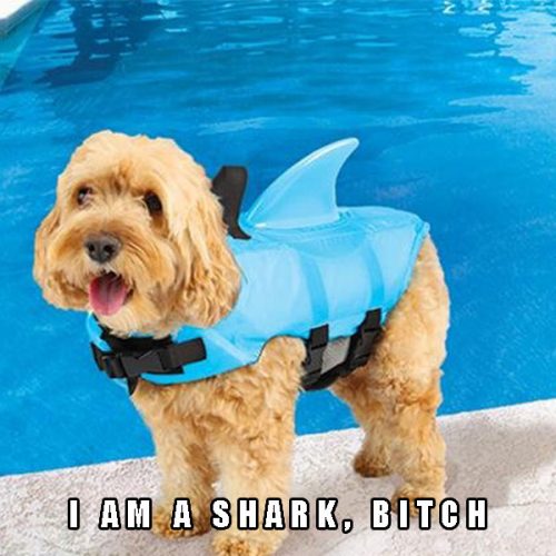 Shark Fin Doggie Swim Vest
