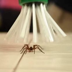 Spider Catcher
