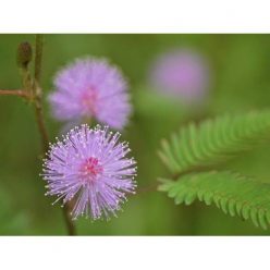 Touch Sensitive Plants