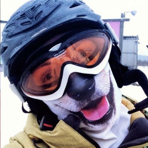 Ultra Realistic Animal Face Ski Masks
