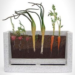 Viewable Root Garden