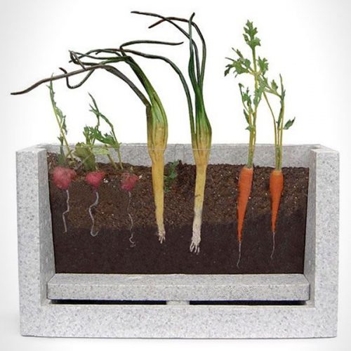 Viewable Root Garden
