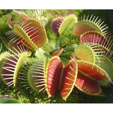 Adult Venus Fly Trap