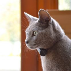 Pet GPS Tracker-Activity Monitor