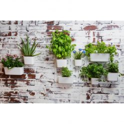 Living Wall Garden Starter Kit