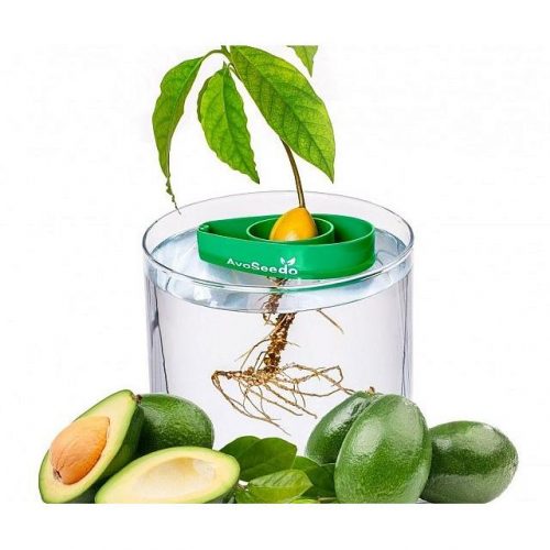 Avocado Tree Growing Kit