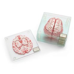 Brain Specimen Coasters