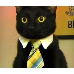 Business Cat Tie