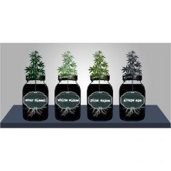 Grow Your Own Marijuana Seeds