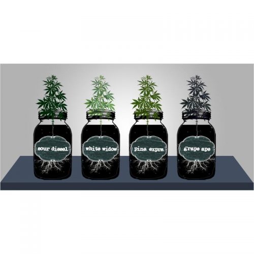 Grow Your Own Marijuana Seeds