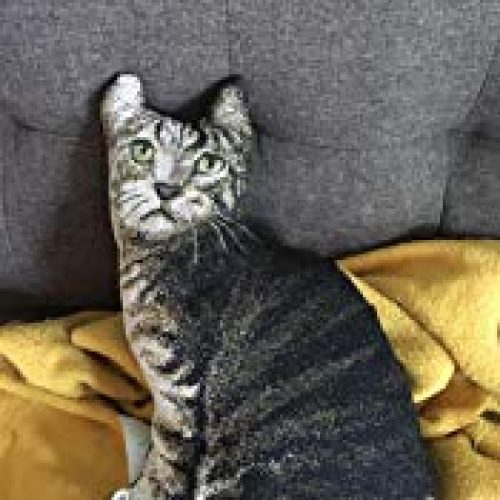 Cat Shaped Pillow