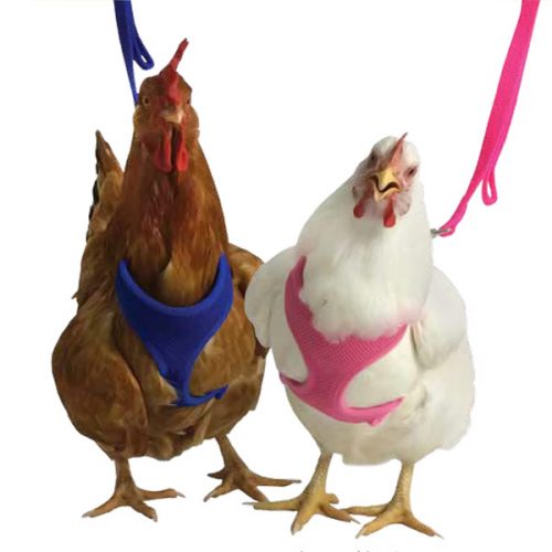 Chicken Harness and Leash
