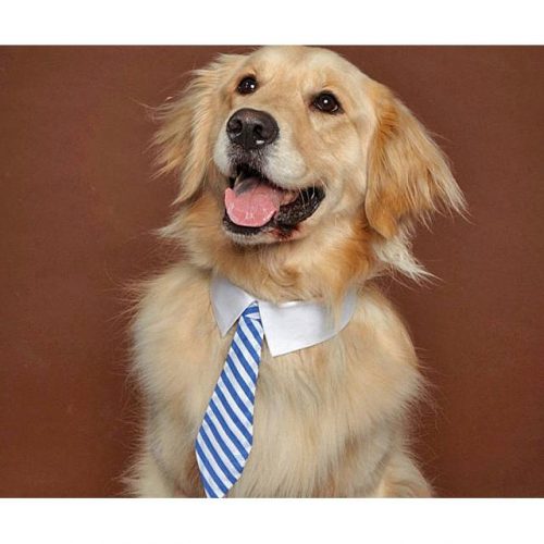 Dog Business Ties