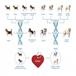 Dog Breed DNA Test