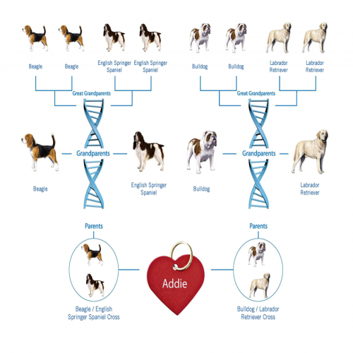 Dog Breed DNA Test