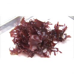 Healthy Bacon Flavored Seaweed