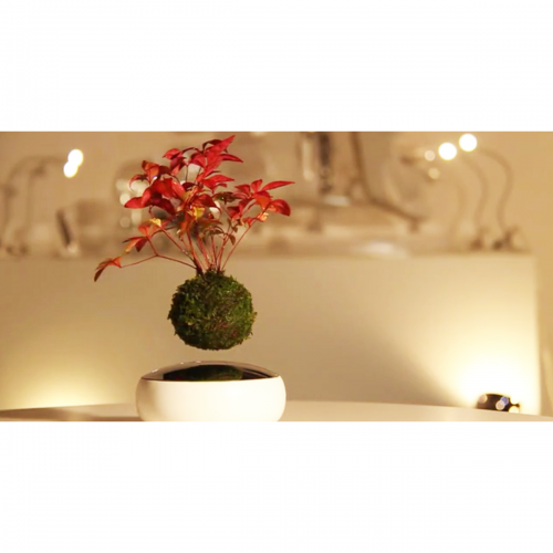 Levitating Bonsai Tree
