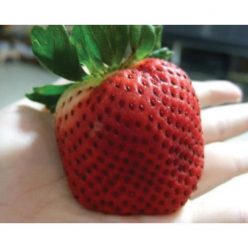 Giant Strawberry Seeds