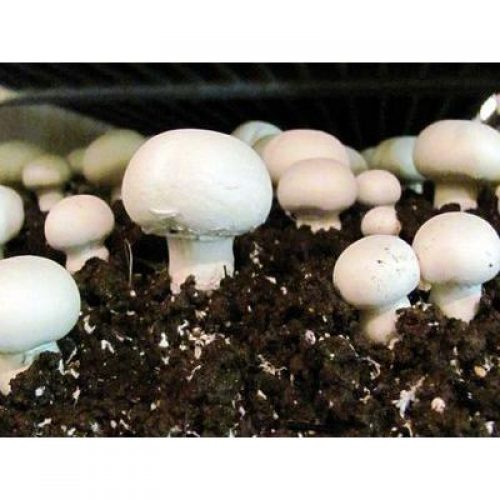 Grow Mushrooms