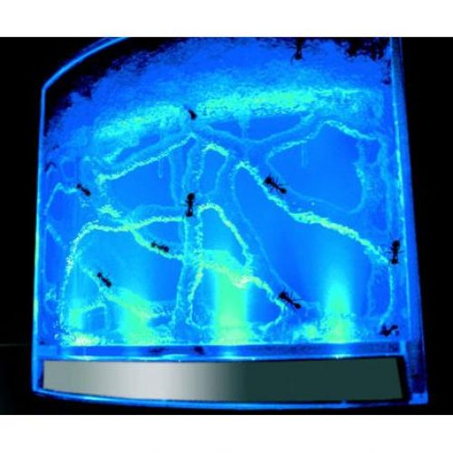 Illuminated Ant Farm