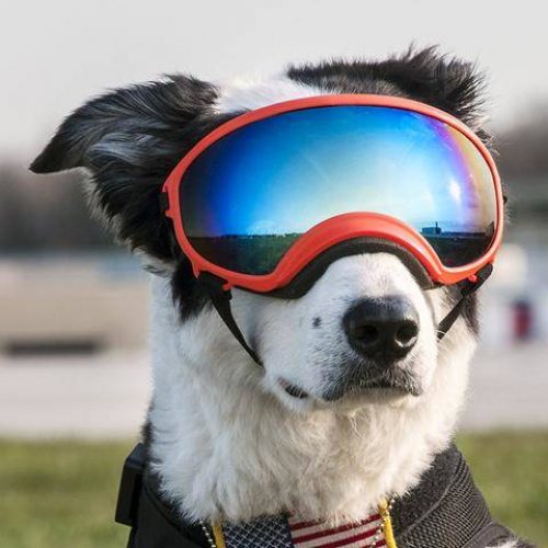 Dog Goggles