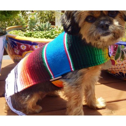Mexican Dog Ponchos