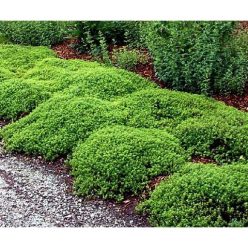 Mosquito Repelling Lemon Thyme Plant