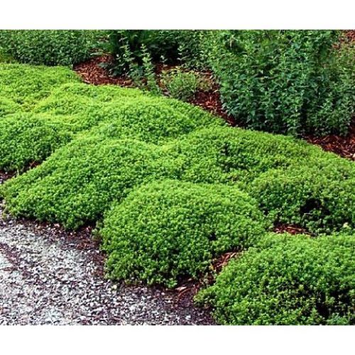 Mosquito Repelling Lemon Thyme Plant
