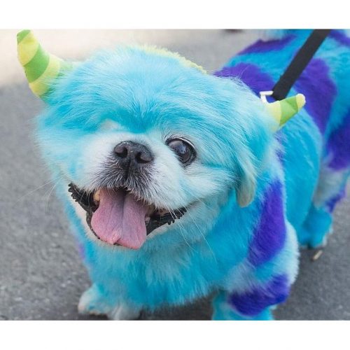 Pet Hair Paint