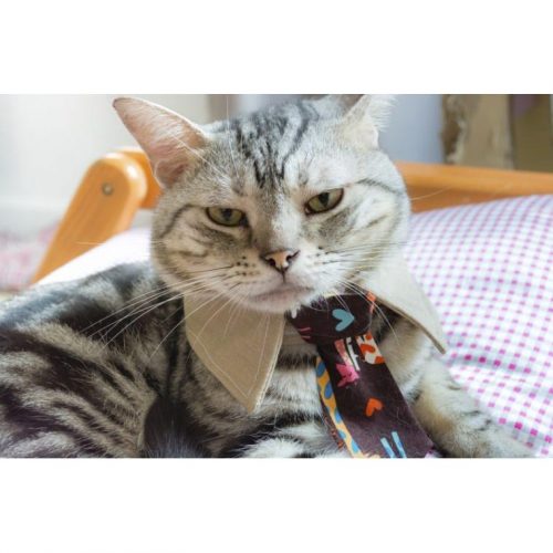 Professional Pet Neck Tie