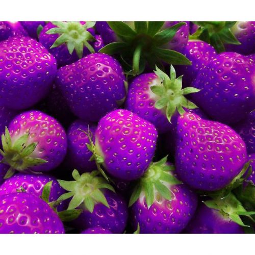 Purple Strawberry Seeds