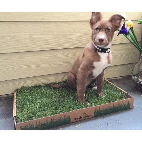 Real Grass Disposable Dog Potty